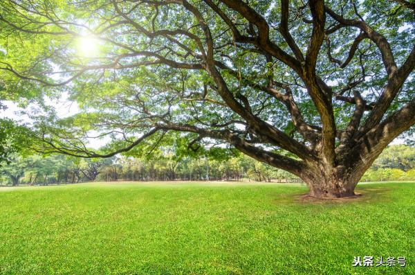 組合飛花令:顏色+植物(二)“樹”+顏色,趕緊收藏 組合飛花令:顏色+植物(二)“樹”+顏色,趕緊收藏