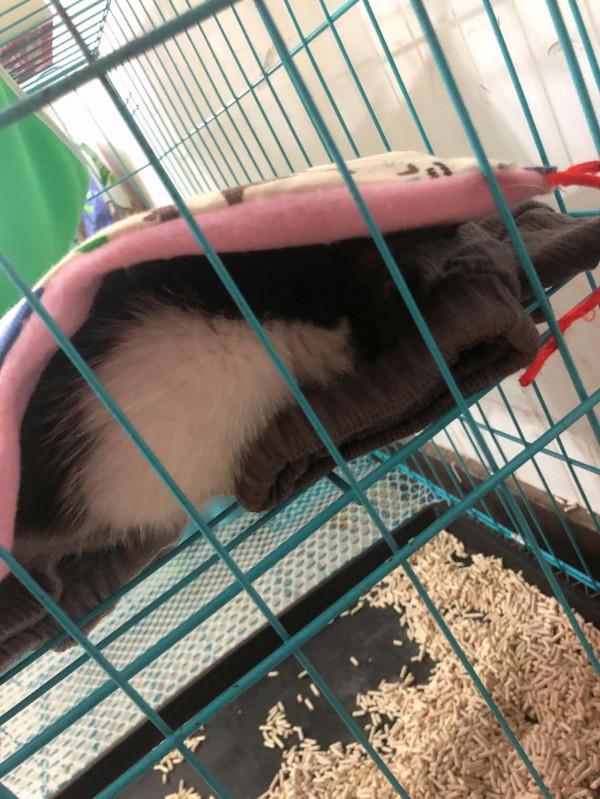 小貓奇奇來新家第六天了 小貓奇奇來新家第六天了