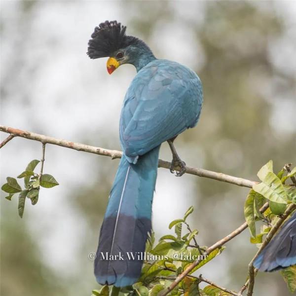 看！這些鳥兒像&hellip;&hellip;