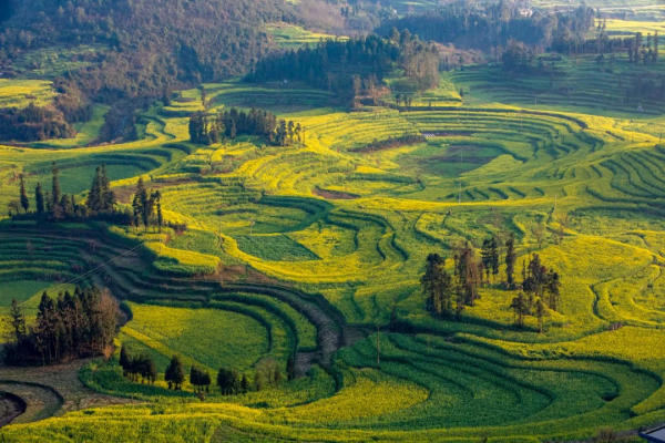 曾破吉尼斯世界紀錄！80萬畝花海齊綻放！這裡藏著國內最早的春天