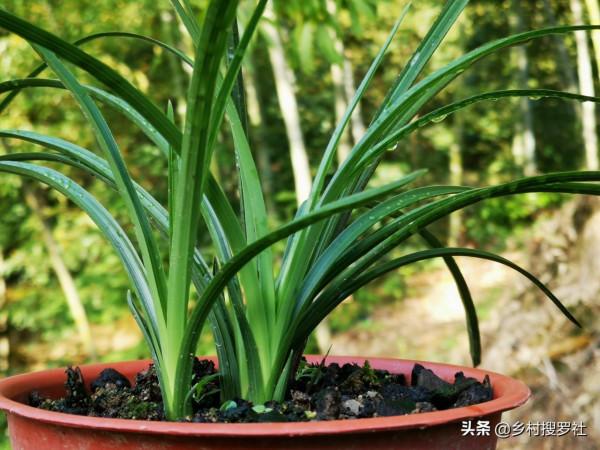 新手養蘭花,最有效的病蟲害防治在大雪前後,只是簡單的兩步操作 新手養蘭花,最有效的病蟲害防治在大雪前後,只是簡單的兩步操作