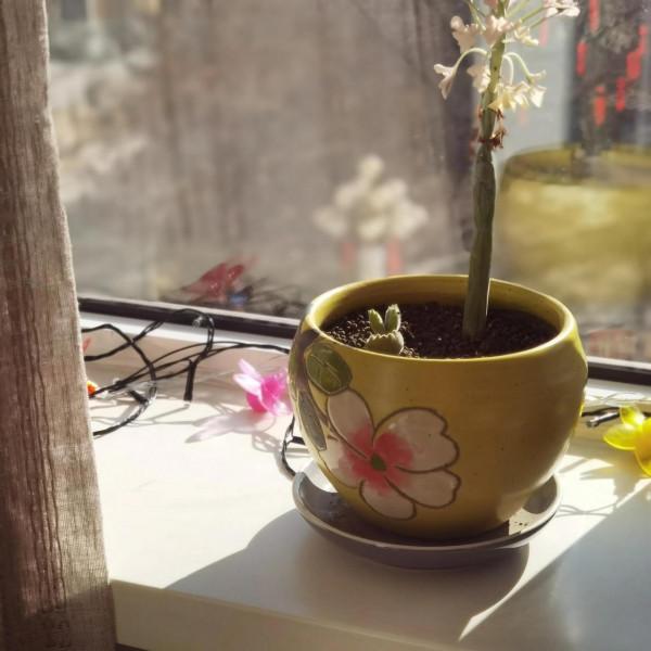 曬曬家裡的小綠植