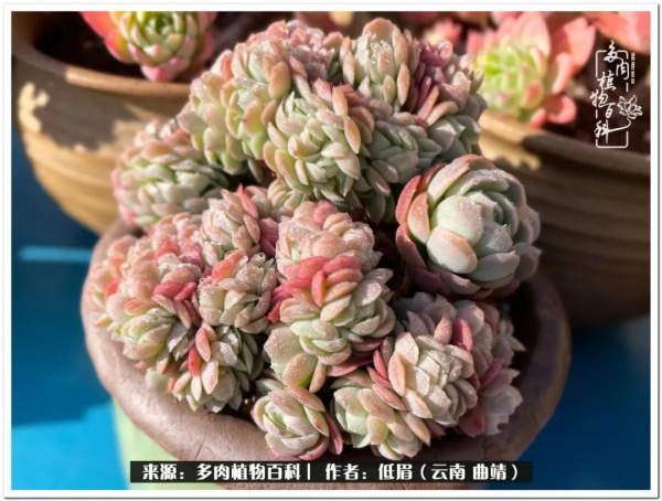 溫暖的多肉微語，陪你度過寒冷的聖誕平安夜！（2021）