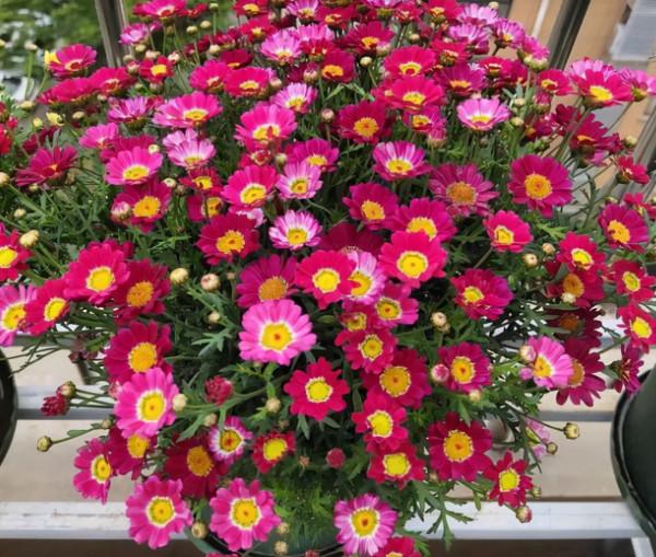 5種漂亮花卉，個個開成大花球，看見都想養