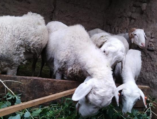 羊肚子脹怎麼辦？羊脹氣急救土方法，本文講解得很詳細