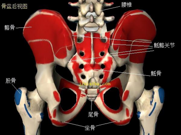 骶骨疼痛的幾個常見原因 骶骨疼痛的幾個常見原因