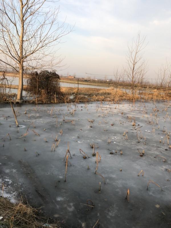 冰封天凍又何妨，漁者之樂有鯽相伴