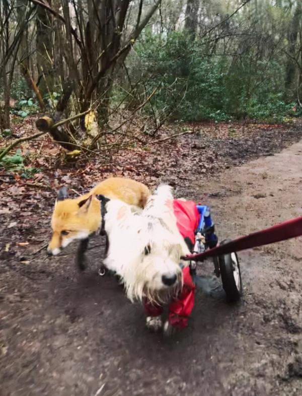 女主人養了一隻沒眼睛的狐狸，一隻沒腿總“翻車”的狗子，網友們：太可愛了吧