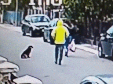 主人在給客人美甲時，貓主動過來趴著給人放手用，這也太乖了