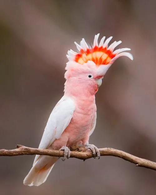 米切氏鳳頭鸚鵡 酋長好!w~w~w 米切氏鳳頭鸚鵡 酋長好!w~w~w