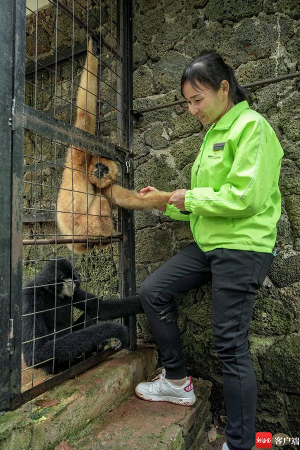 映象海南｜瓊浙喜結良&OpenCurlyDoubleQuote;猿&rdquo;：一對白頰長臂猿在2月14日合籠