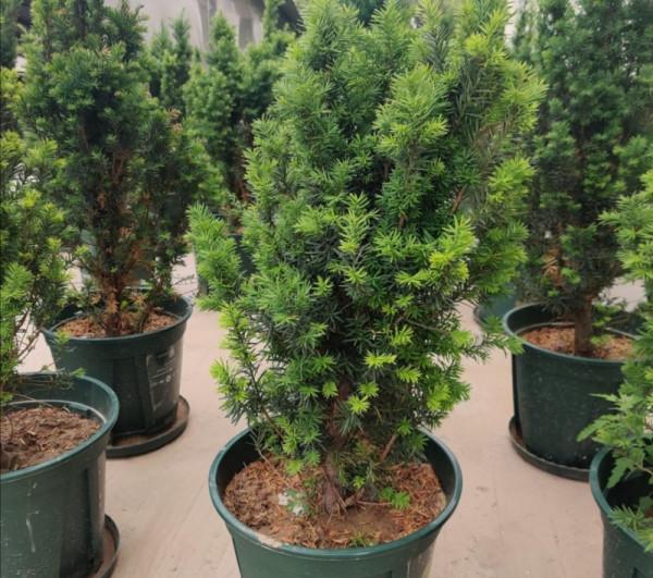 家庭盆栽紅豆杉，多小心這5個細節，紅果綠葉喜慶又別緻