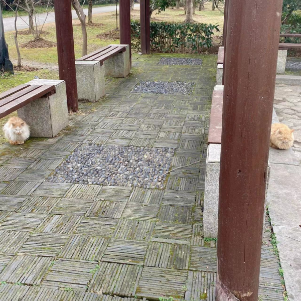 2022&period;1&period;29至1&period;31園園日記：梅花山探梅偶遇，報恩塔上走走