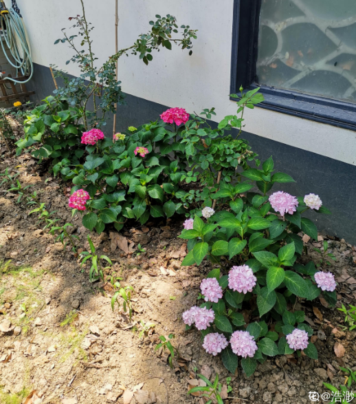 繡球花開得沒去年好，趕緊剪兩刀，不然一年比一年差