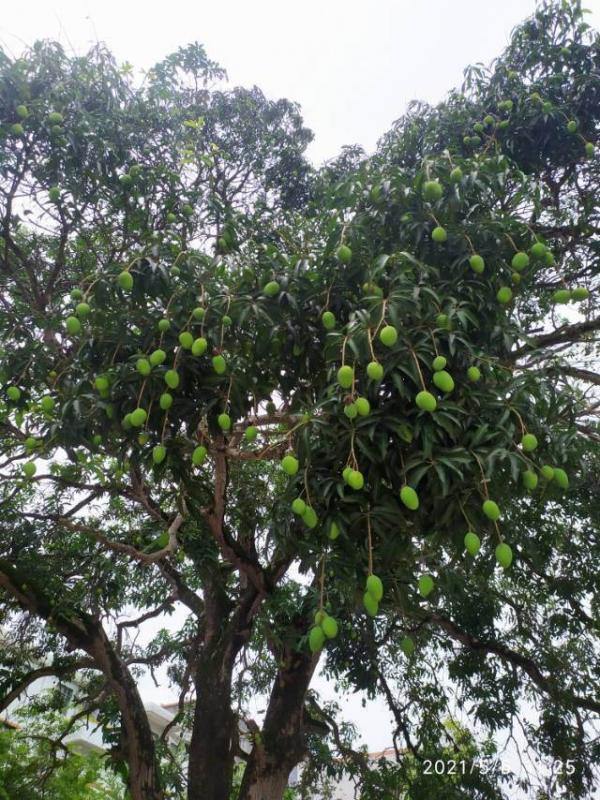 路邊的野花不要採：這4種路邊花，好看卻不可觸碰