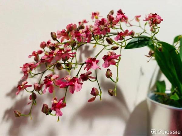 1種花名叫文心蘭,開花香氣十足,滿屋子奶油味 1種花名叫文心蘭,開花香氣十足,滿屋子奶油味