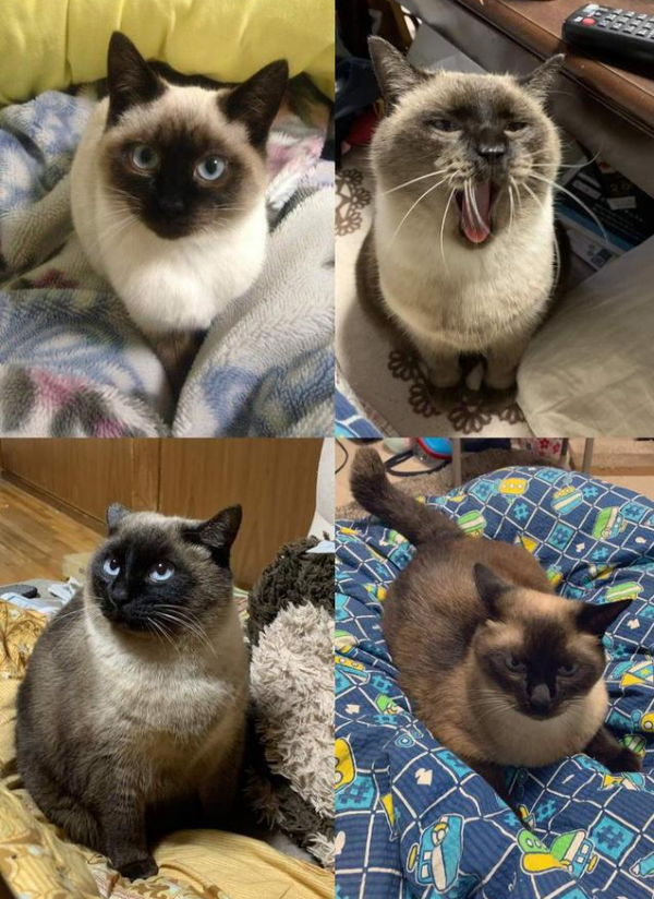 養暹羅就像在拆盲盒，拆著拆著…意外就發生了