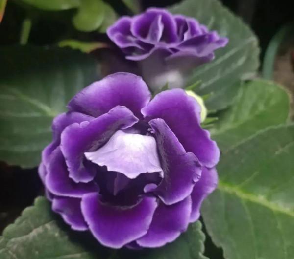 10種花，冬天別噴水，越噴越爛葉，變成光桿特醜