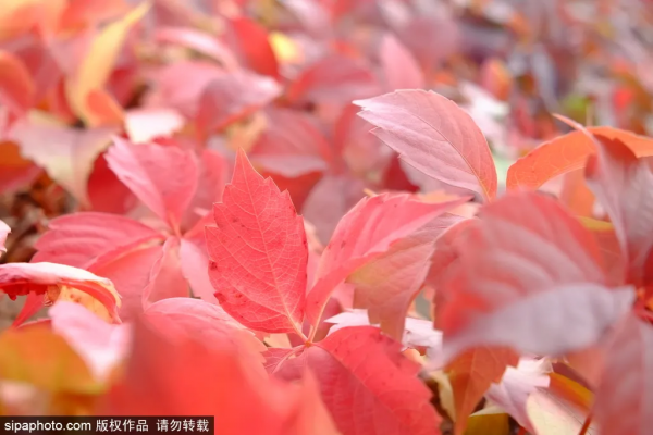 醉美紅葉觀賞路線!都安排妥了,跟著走就行! 醉美紅葉觀賞路線!都安排妥了,跟著走就行!