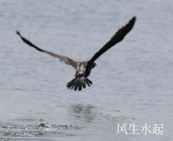 淘靈璧石趣 淘靈璧石趣