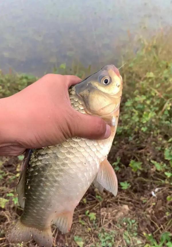 深秋如何釣好鯽魚