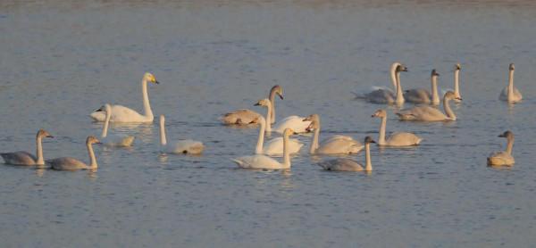 都是國寶和國保!山西汾河沿岸的精靈 都是國寶和國保!山西汾河沿岸的精靈
