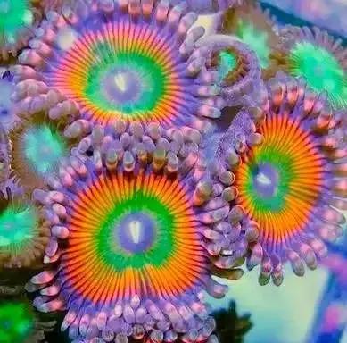 分享圖片&mdash;&mdash;海洋之花