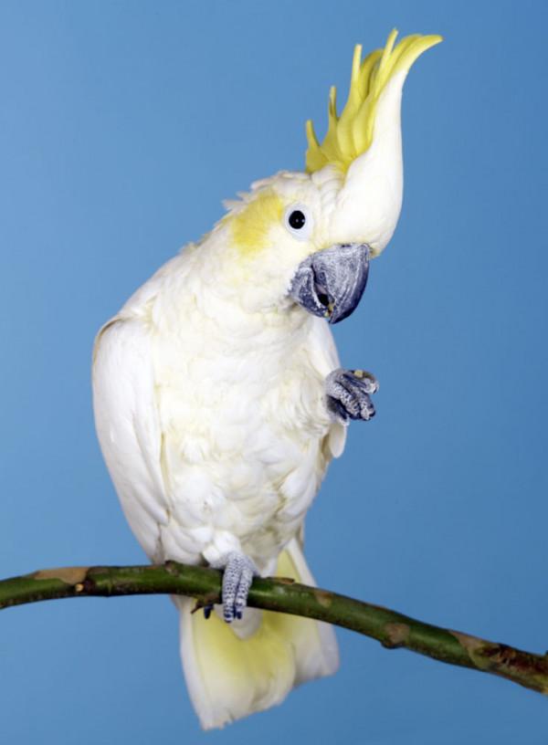 為什麼中國大部分的父母都會反對孩子養寵物？