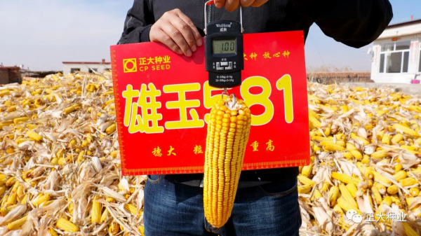 高產又抗旱,首選雄玉581 高產又抗旱,首選雄玉581