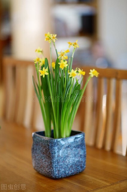 吉祥如意的水仙花