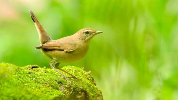 紅喉歌鴝也稱紅點頦