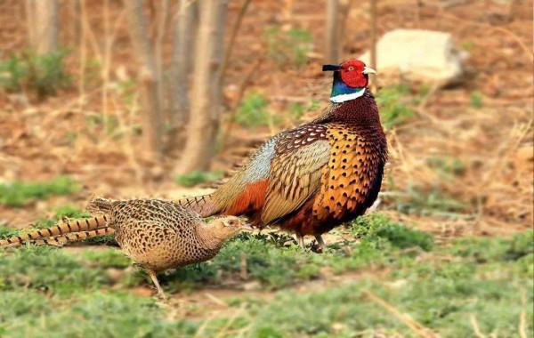 農村什麼最好吃？當然是野味，小時候喜歡的這些野味，已逐漸消失