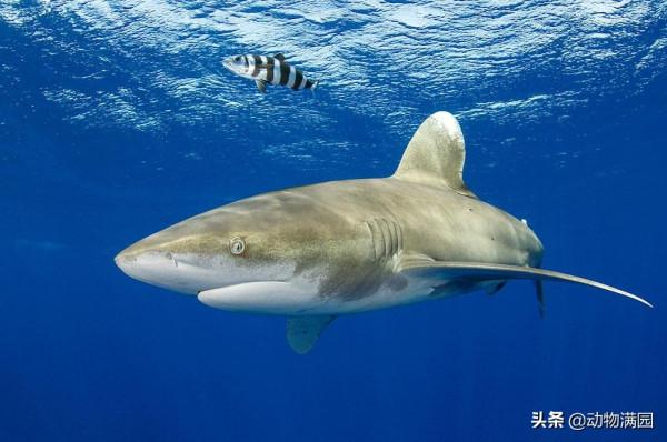 物種百科：遠洋白鰭鯊