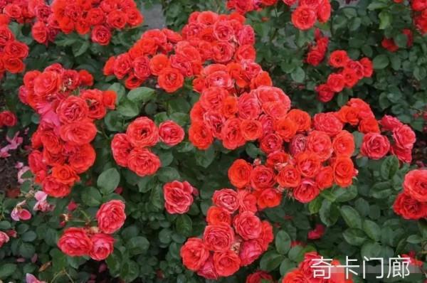 花量巨大的“門廊”系列月季品種