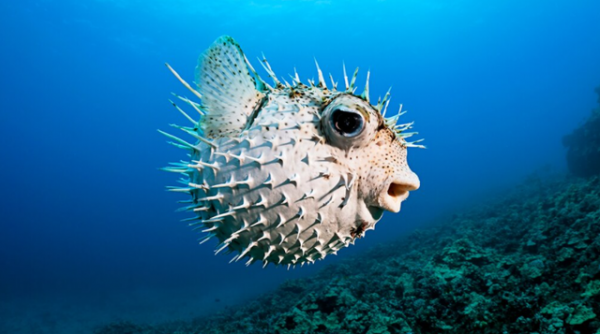 大自然裡帶刺的可愛的小動物們 大自然裡帶刺的可愛的小動物們