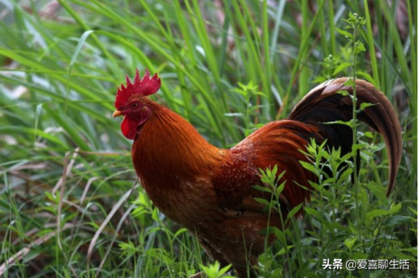 入秋後，吃牛羊肉不如吃它，12塊一斤，燉上一鍋滋補健腦，好鮮美