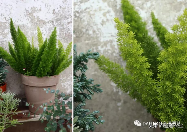 “網紅草”狐尾天門冬,葉子是條大尾巴,讓陽臺和庭院變得有趣 “網紅草”狐尾天門冬,葉子是條大尾巴,讓陽臺和庭院變得有趣