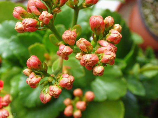 花園必備植物 長壽花