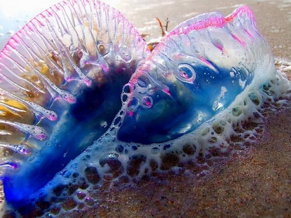 深海中的危險：幾種恐怖的海洋生物