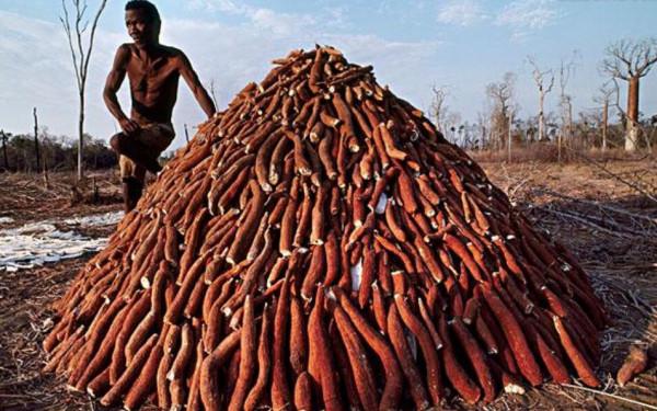 木薯竟有毒!廣東、廣西等地有種植,怎麼會有毒,如何避免中毒? 木薯竟有毒!廣東、廣西等地有種植,怎麼會有毒,如何避免中毒?