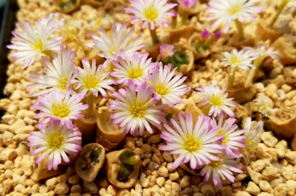 養蛻皮中的石生花,做好這4件事,才是名副其實的“富貴玉” 養蛻皮中的石生花,做好這4件事,才是名副其實的“富貴玉”