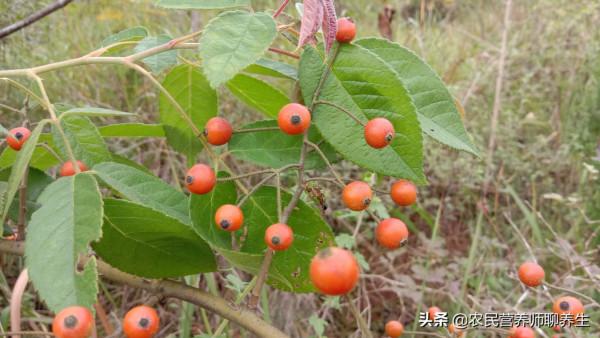 爺爺喜歡用“小果薔薇”煮水泡腳,這有啥妙用,囑咐要幫忙摘點 爺爺喜歡用“小果薔薇”煮水泡腳,這有啥妙用,囑咐要幫忙摘點