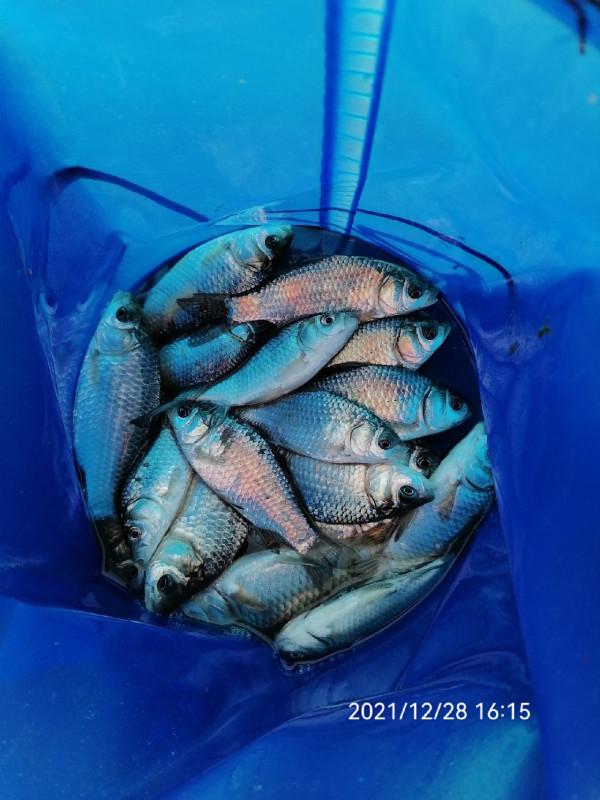 不斷改變作釣思路，寒冷冬季也能釣大板鯽