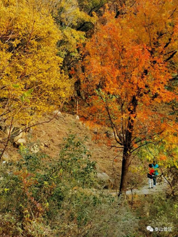 週末好去處，賞秋網紅打卡地！