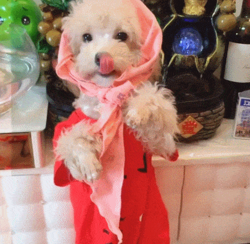 這4種狗狗被拋棄就沒“活路”了,說的可能是你家狗 這4種狗狗被拋棄就沒“活路”了,說的可能是你家狗