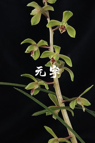 為什麼很多人養花養不活