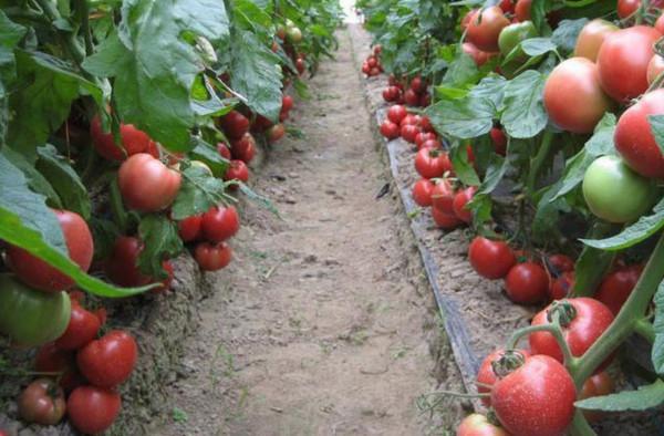 蔬菜愛“吃醋”，菜農每7天噴1次持續3次，增產30%真的嗎？神奇