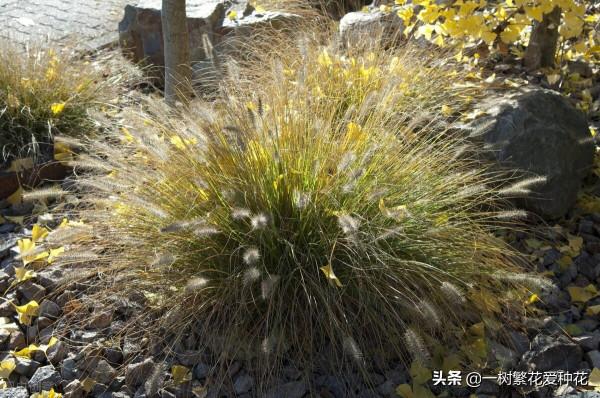 25種觀賞草,觀葉、賞花、好養、皮實,是花園最不可缺少的美景 25種觀賞草,觀葉、賞花、好養、皮實,是花園最不可缺少的美景