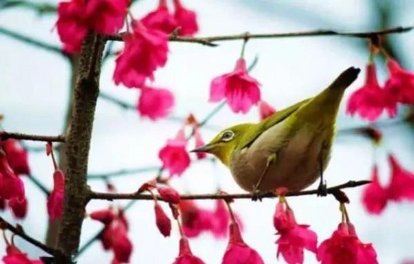 分享圖片——鳥戀花 兒