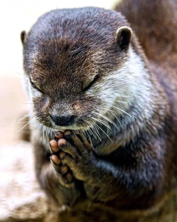 動物界奇異瞬間抓拍，從未見過這麼讓人驚歎的絕妙瞬間，大開眼界